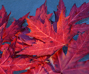 Maple leaves