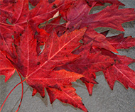 Maple leaves